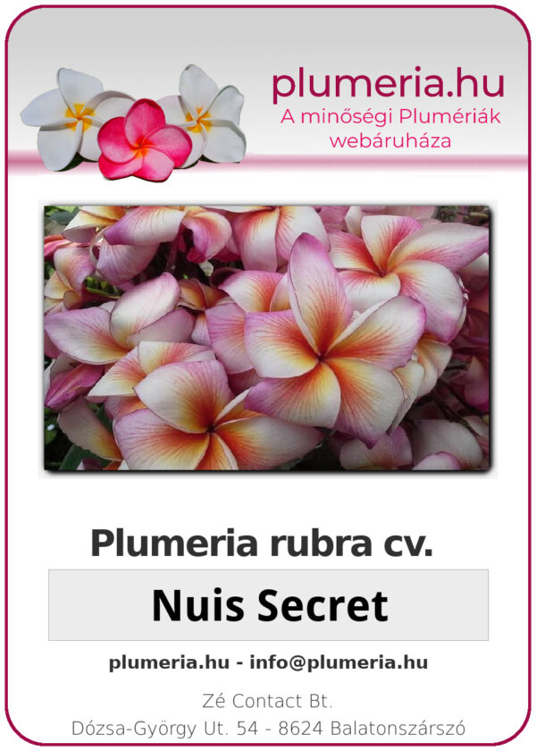 Plumeria rubra "Nui's Secret"