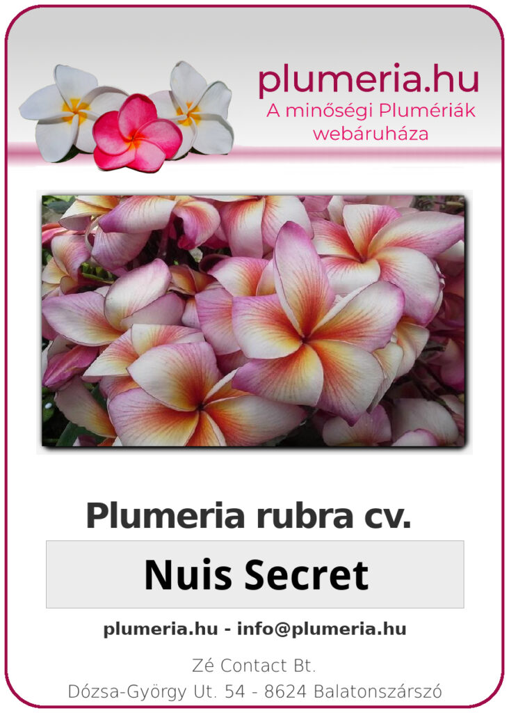 Plumeria rubra "Nui's Secret"