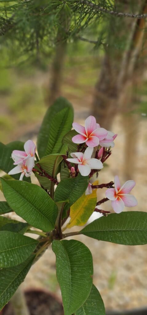 Plumeria rubra "Halo"