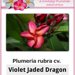 Plumeria rubra "Violet Jaded Dragon"