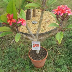 Virágzó Frangipani / Plumeria növény 19 cm-es cserépben. 4 ágú, 3 virágcsokorral.