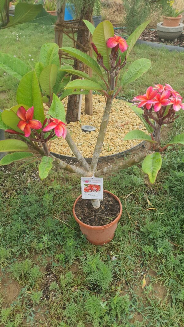 Virágzó Frangipani / Plumeria növény 19 cm-es cserépben. 4 ágú, 3 virágcsokorral.