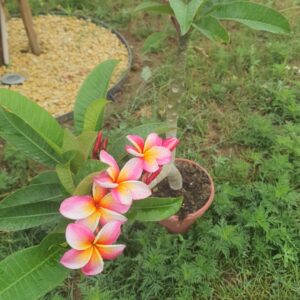 Virágzó Frangipani / Plumeria növény 19 cm-es cserépben. 2 ágú, 2 virágcsokorral.