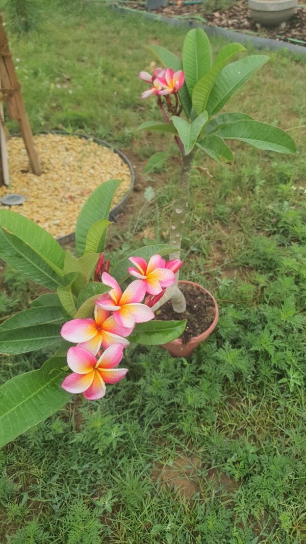 Virágzó Frangipani / Plumeria növény 19 cm-es cserépben. 2 ágú, 2 virágcsokorral.