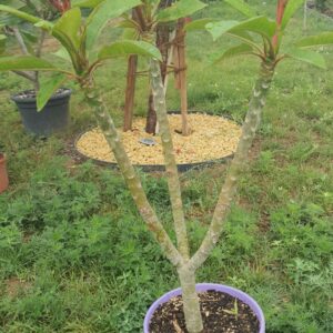 Virágzó Frangipani / Plumeria növény 22 cm-es cserépben. 3 ágú, 3 virágcsokorral.