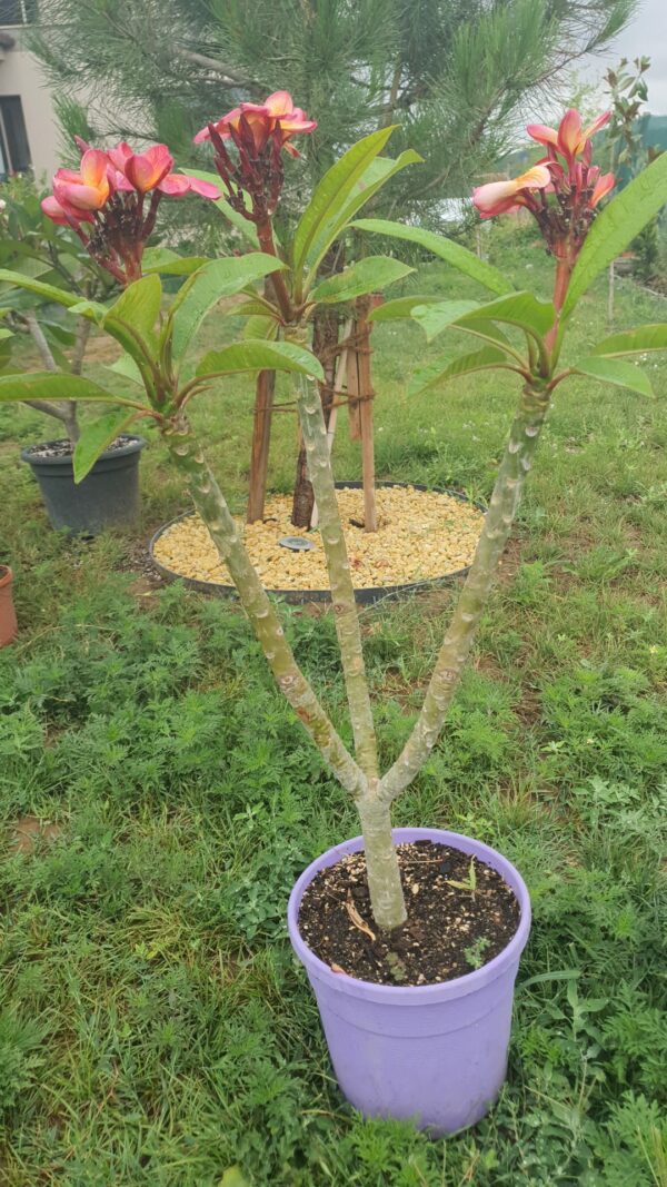 Virágzó Frangipani / Plumeria növény 22 cm-es cserépben. 3 ágú, 3 virágcsokorral.