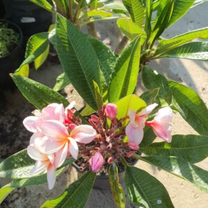 Virágzó Frangipani / Plumeria növény 22 cm-es cserépben. 6 ágú, 1 virágcsokorral.