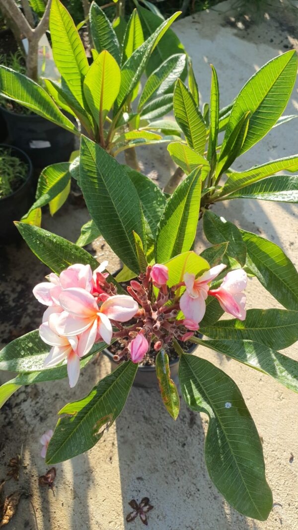 Virágzó Frangipani / Plumeria növény 22 cm-es cserépben. 6 ágú, 1 virágcsokorral.
