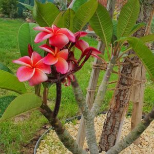 Virágzó Frangipani / Plumeria növény 19 cm-es cserépben. 4 ágú, 1 virágcsokorral.