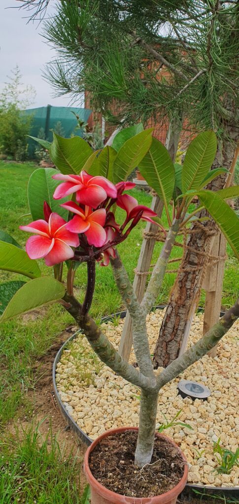 Plumeria rubra "Gina"