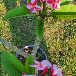 Virágzó Frangipani / Plumeria növény 22 cm-es cserépben. 3 ágú, 2 virágcsokorral.