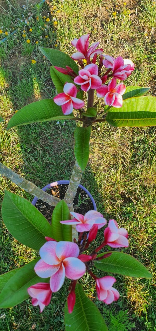 Virágzó Frangipani / Plumeria növény 22 cm-es cserépben. 3 ágú, 2 virágcsokorral.
