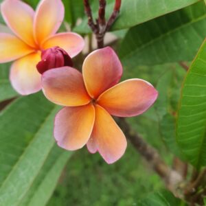 Virágzó Frangipani / Plumeria növény 19 cm-es cserépben. 3 ág, 1 virágcsokorral.