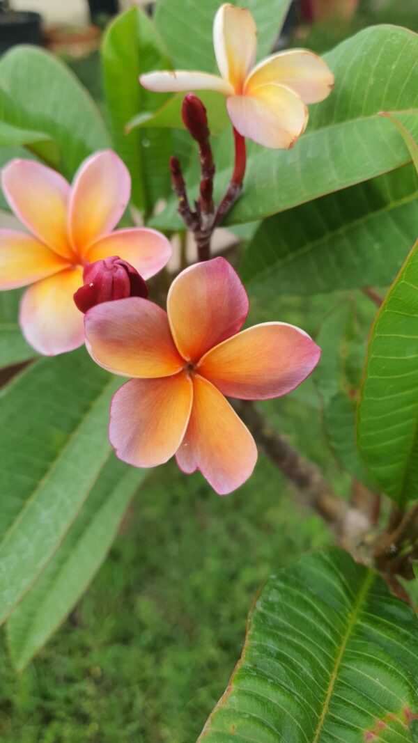 Virágzó Frangipani / Plumeria növény 19 cm-es cserépben. 3 ág, 1 virágcsokorral.