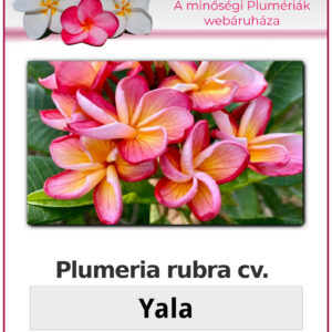 Plumeria rubra "Yala"