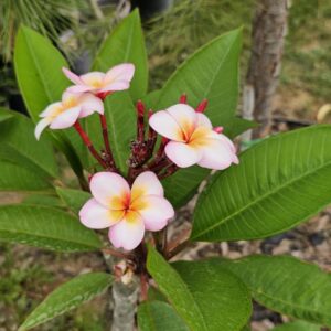 Virágzó Frangipani / Plumeria növény 20 cm-es cserépben. 4 ág, 1 virágcsokorral.
