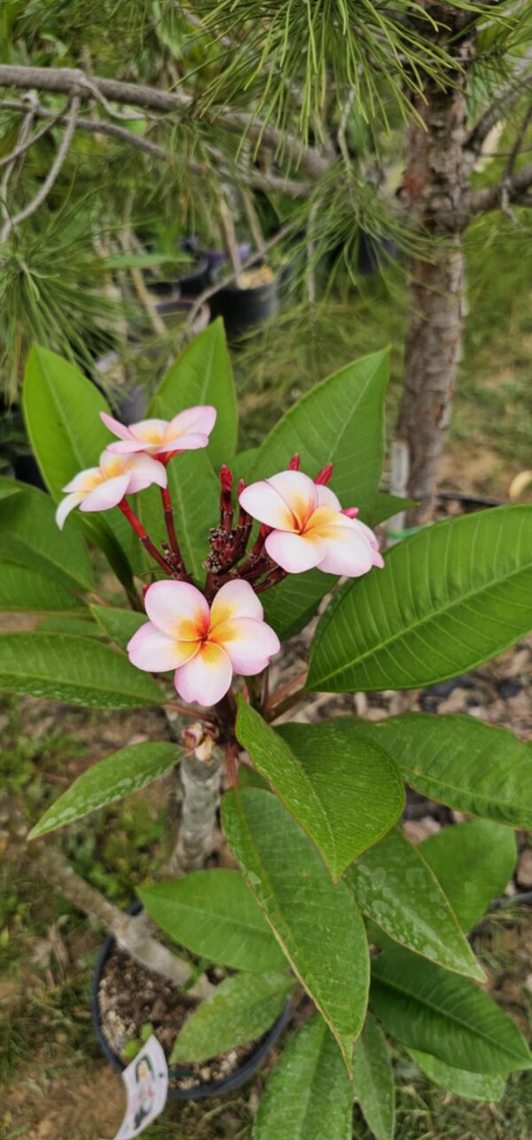 Virágzó Frangipani / Plumeria növény 20 cm-es cserépben. 4 ág, 1 virágcsokorral.