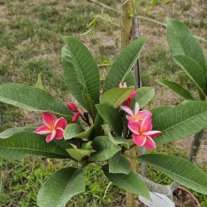 Virágzó Frangipani / Plumeria növény 19 cm-es cserépben. 4 ág, 1 virágcsokorral.