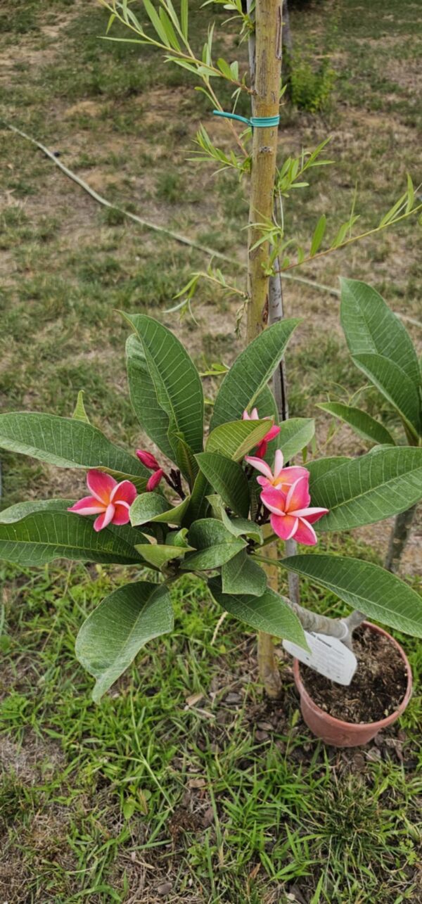Virágzó Frangipani / Plumeria növény 19 cm-es cserépben. 4 ág, 1 virágcsokorral.