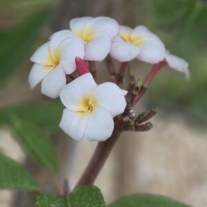 Virágzó Frangipani / Plumeria növény 20 cm-es cserépben. 3 ág, 1 virágcsokorral.