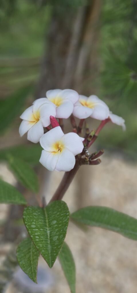 Plumeria rubra "Mini White"