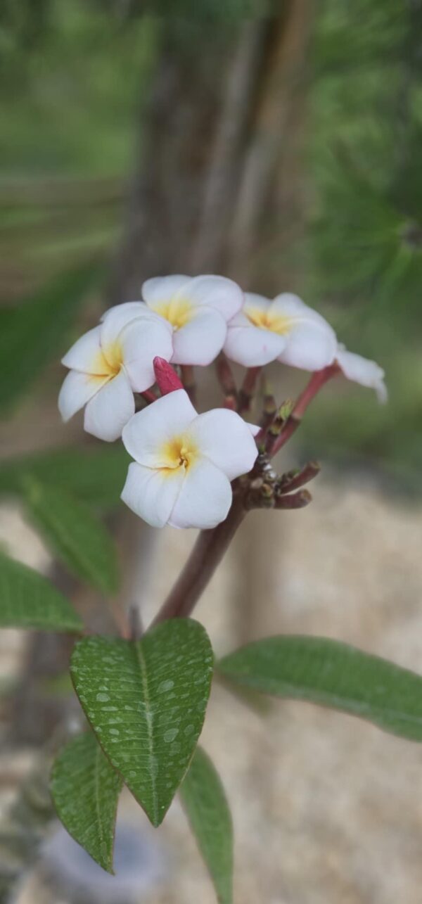 Virágzó Frangipani / Plumeria növény 20 cm-es cserépben. 3 ág, 1 virágcsokorral.