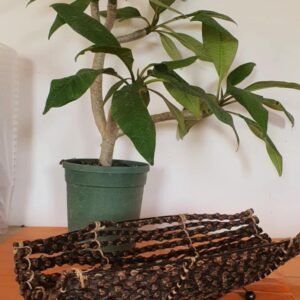 Asztali dekoráció növényi indákból