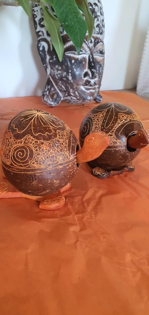 Teknős kókuszdióból