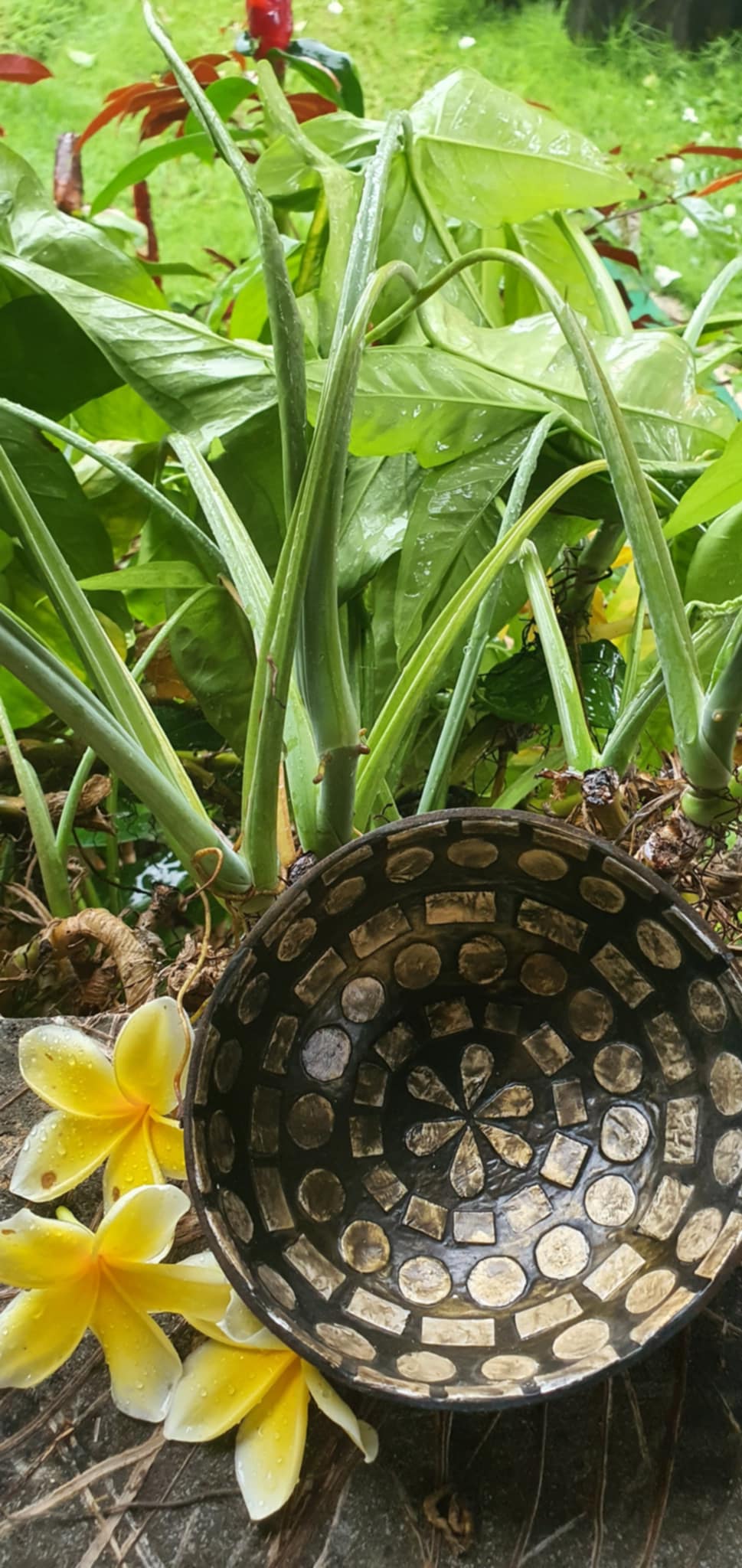 Kókusztál kagylóval - Image 3