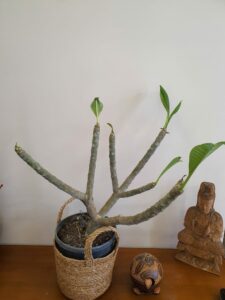 Plumeria rubra "Rhapsody"