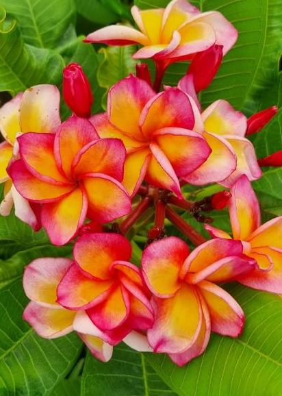 Plumeria rubra "Bolero"