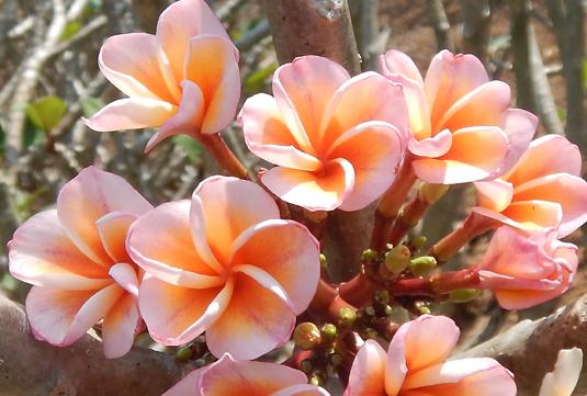 Plumeria rubra "Boutique"