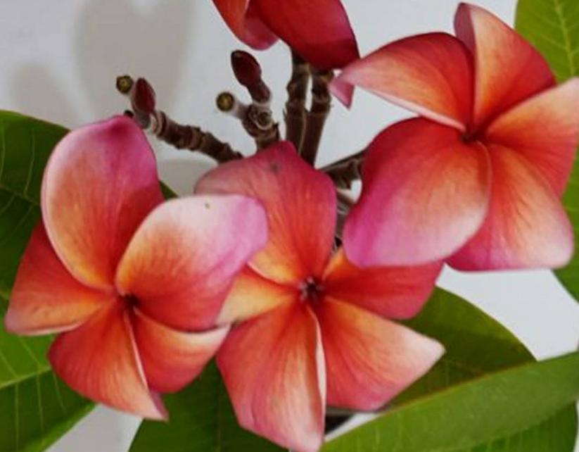 Plumeria rubra "Cabaret"