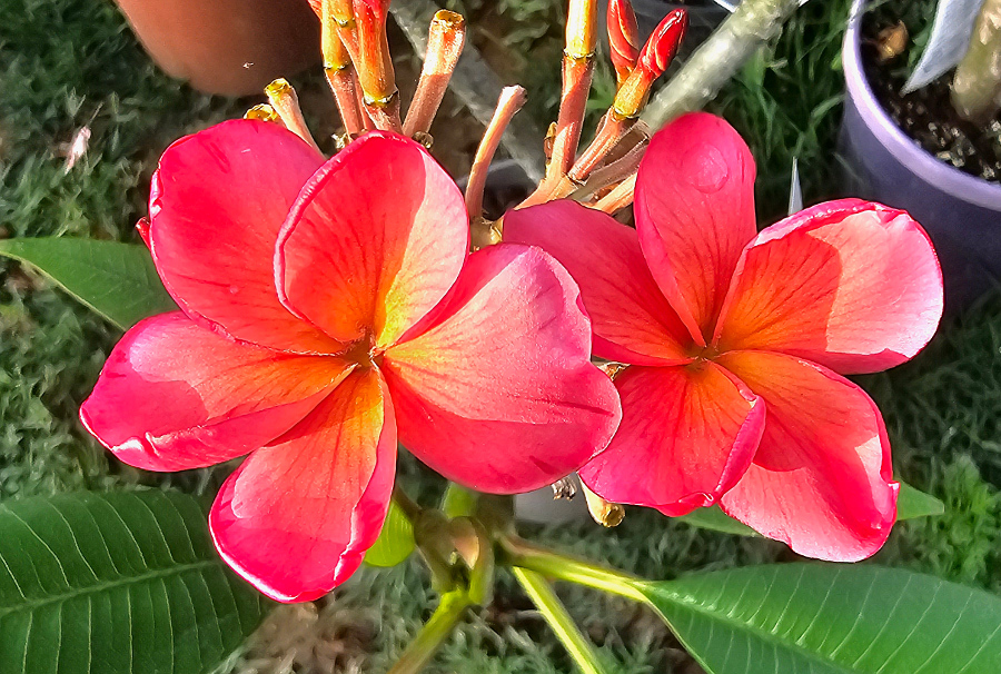 Plumeria rubra "Desert Sunrise"