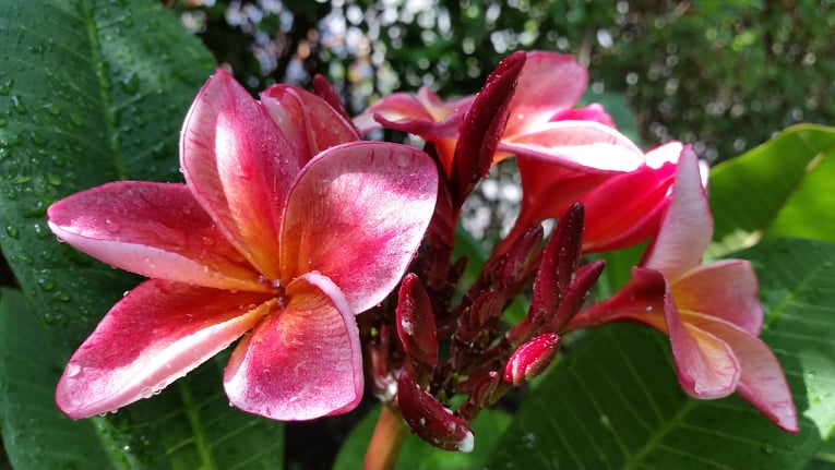 Plumeria rubra "Orange 60"