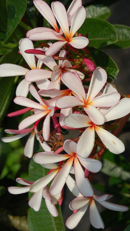 Plumeria obutsa "Dwarf Singapore Pink"