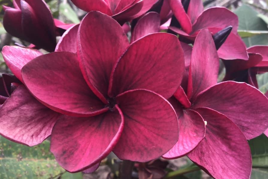 Plumeria rubra "Ebony Rose"