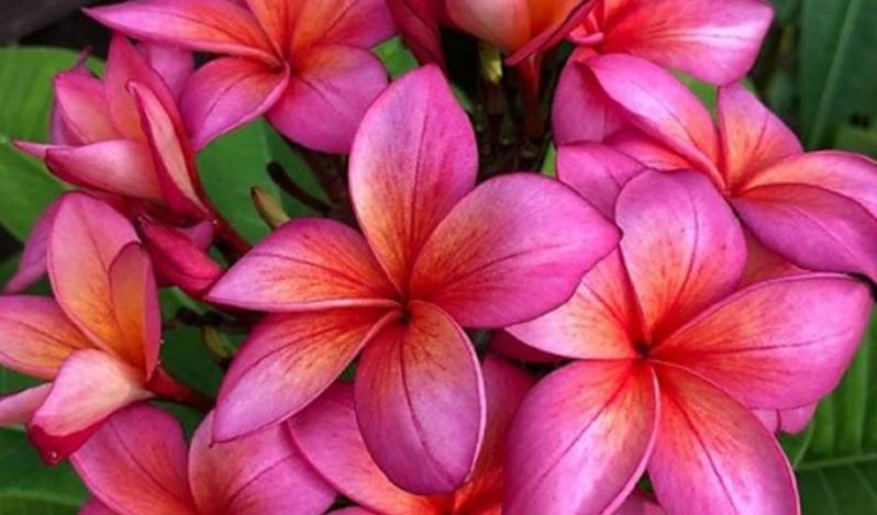 Plumeria rubra "Epic"