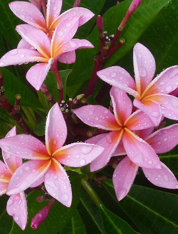 Plumeria rubra "Gemini"