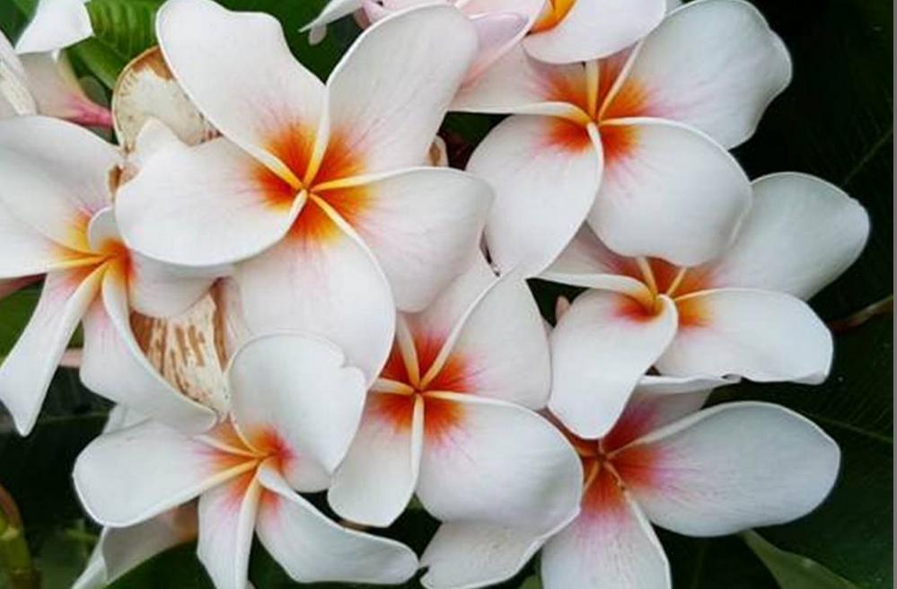 Plumeria rubra "Halo"