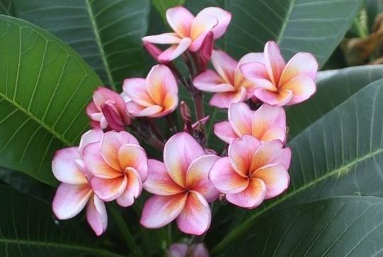 Plumeria rubra "Heart Desire"