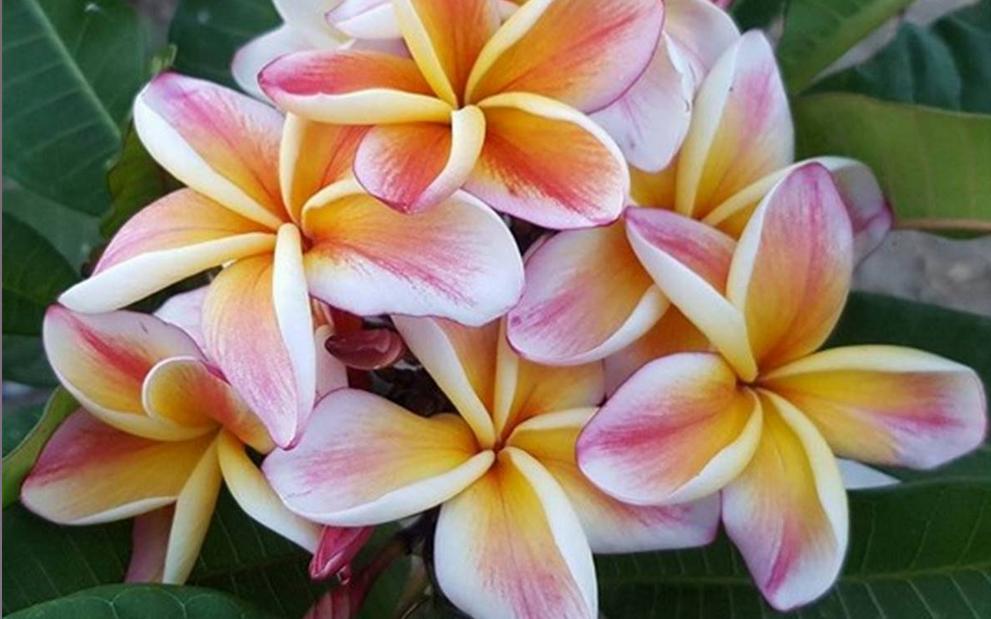 Plumeria rubra "Jackie"