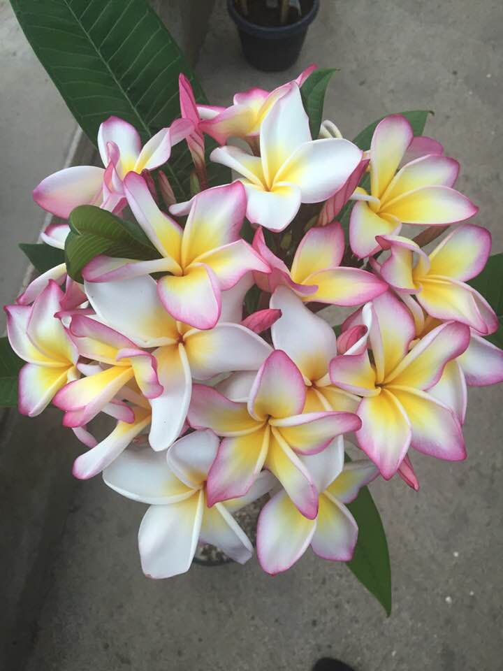Plumeria rubra "Jenny"