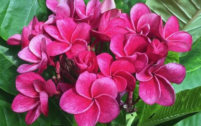 Plumeria rubra "Malika"