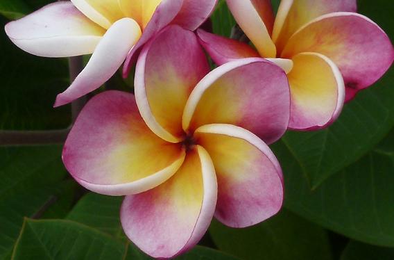 Plumeria rubra "Mini Me"
