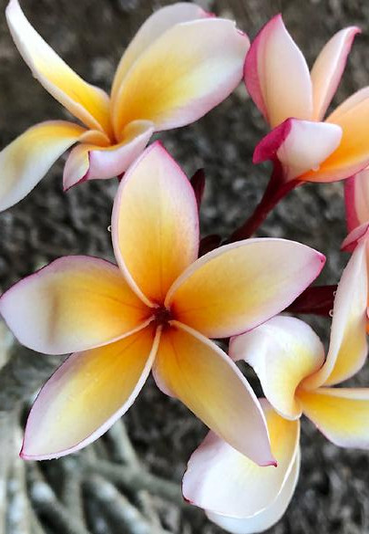 Plumeria rubra "Mojave"