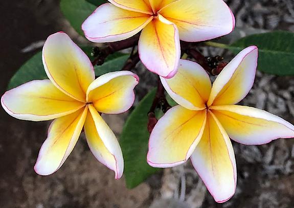 Plumeria rubra "Mojito"