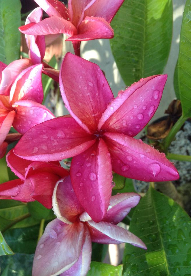 Plumeria rubra "Pink Jack"