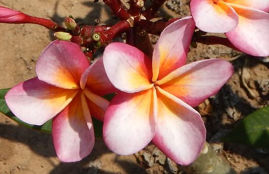 Plumeria rubra "Pizzaz"