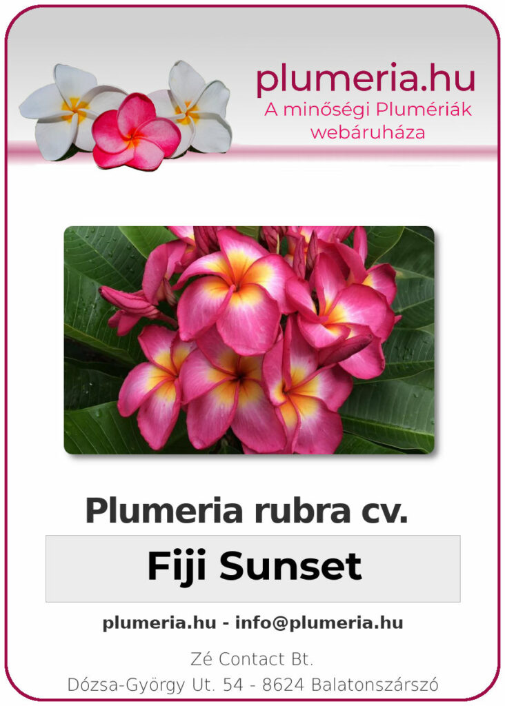 Plumeria rubra "Fiji Sunset"
